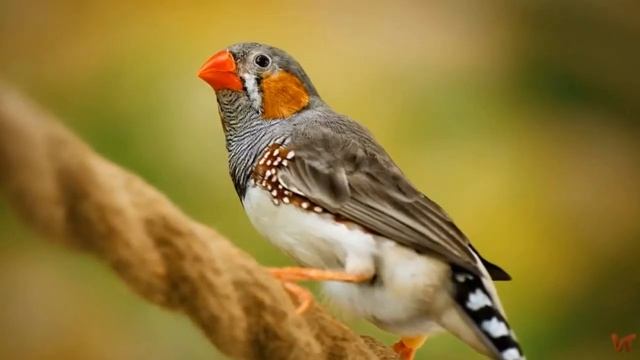 АМАДИНА (guttata) смотреть онлайн