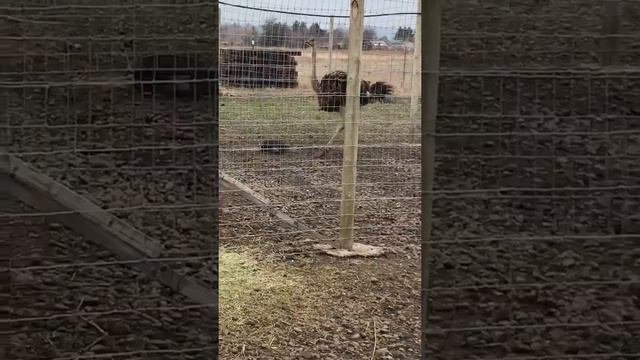 Baby ostriches. Страусы страусята в Америке USA. смотреть онлайн