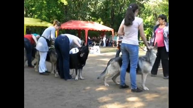 Сравнение сук чемпионов смотреть онлайн