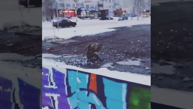 Ястреб.ест голубя.в ноябрьске. смотреть онлайн