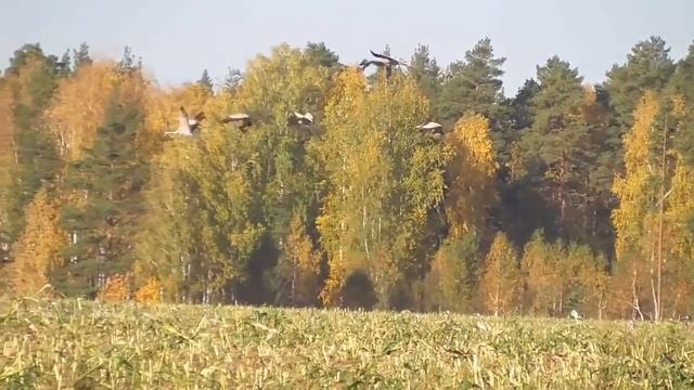 Журавли, сентябрь / Cranes in September смотреть онлайн