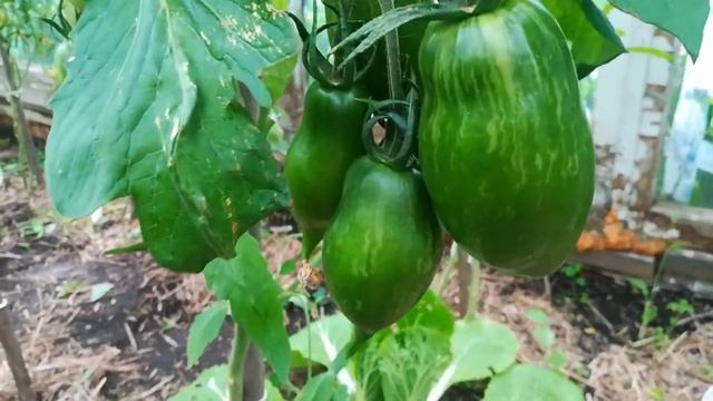 Плетистая роза Фломентанц, огурец Гирлянда-обзор смотреть онлайн