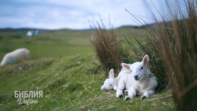 Псалом 22. Современный перевод Библии. Читает Дмитрий Оргин. смотреть онлайн