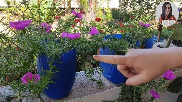 İpek Çiçeği - Kedi Tırnağı Çiçeği Bakımı смотреть онлайн