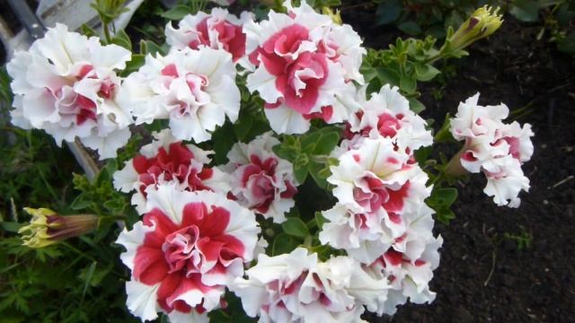 Обзор петуний и самодельных вазонов, в моём сибирском саду