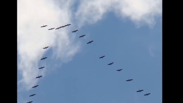 МАРИНА НЕЧАЕВА И КОНСТАНТИН ГУБИН УЛЕТЕЛИ ЖУРАВЛИ смотреть онлайн