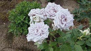 Роза Шато Мертию или Черничный Замок . Rosa Chateau Mertille . Японские розы .