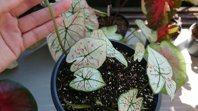 Обзор коллекции Каладиумов