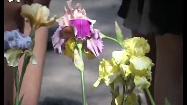 Выставка цветов ирисов в Рассказово смотреть онлайн