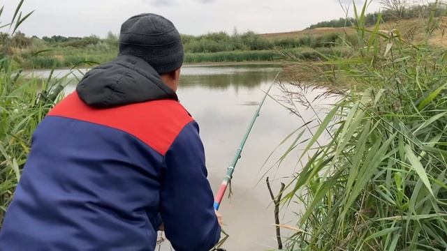 Рыбалка Николя - Сазан на кукурузу Бондюэль за 90 рублей! смотреть онлайн