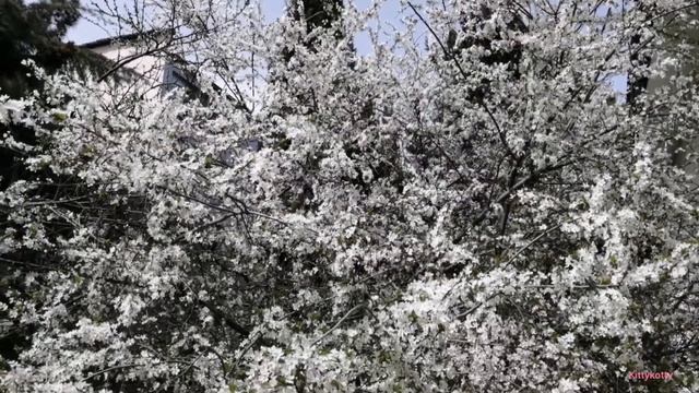 Цветущая весна/Обновление природы/15 марта 2020 смотреть онлайн