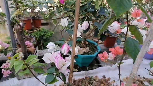 2 tone/color variety of Bougainvillea, Imported Bougainvillea. смотреть онлайн