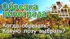 ? Когда обрезать виноград? Какую лозу выбрать при обрезке?