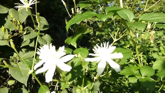 Clematis (Waldrebe) смотреть онлайн