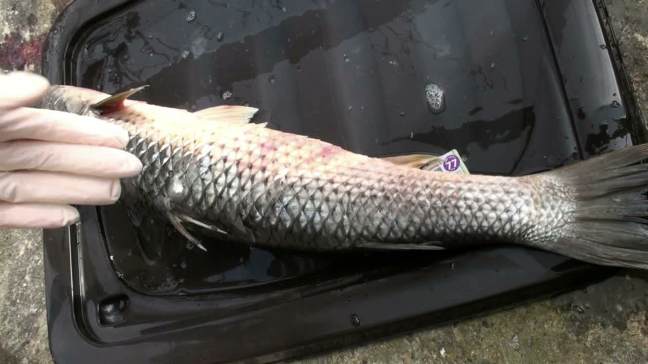 Как почистить рыбу за минуту. Самый быстрый способ чистки крупночашуйчатой рыбы. смотреть онлайн