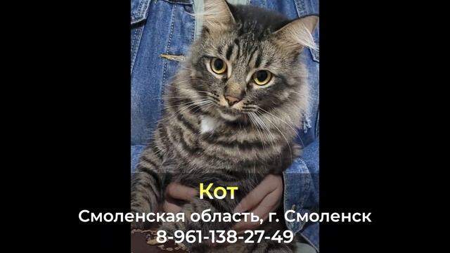 Пропал кот ! Кот , Смоленская область , г. Смоленск смотреть онлайн