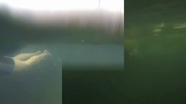 тренировка павловских тюленей 10 12 16 movie смотреть онлайн