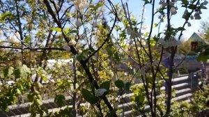 Ландышевое дерево