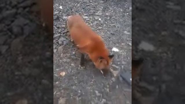 Лисы! Комсомольск-на-Амуре смотреть онлайн