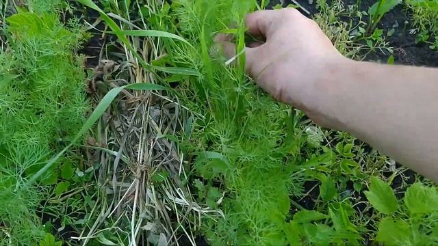 Вкусный САЛАТ С МОКРИЦЕЙ смотреть онлайн