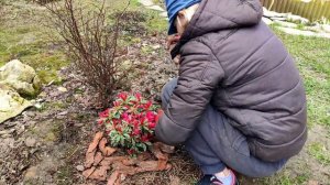 Как сажать Рододендрон правильно. Сорт Сильвер Сворд.  Посадка и уход