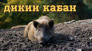 Обитатели леса /Какие звуки издают лесные животные ?