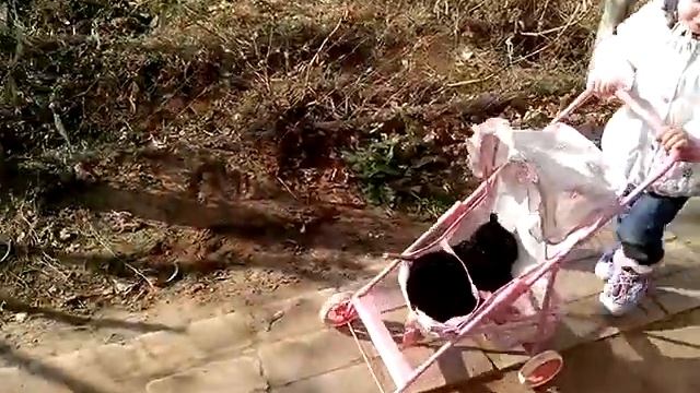 Алиса катает котика в коляске Cat riding in a carriage смотреть онлайн