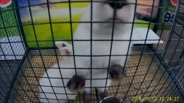 176. Кролики. Это не только ценный мех. #в мире животных смотреть онлайн