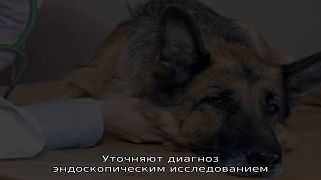 Собака подавилась - что делать? смотреть онлайн