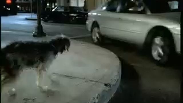 PurinaONE™ Pebbles TVC смотреть онлайн