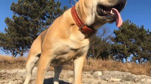 Правда о Ка-де-бо