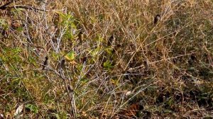 Почему в Китае истребляли воробьёв?