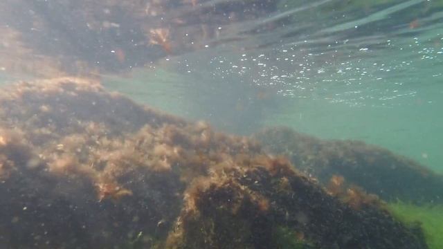 Пиленгас (пеленгас или пелингас) на флэт.  Азовское море.  Бердянск  18 07 2020