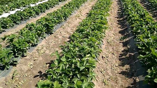 Обзор участка клубники во время цветения ч.1 смотреть онлайн