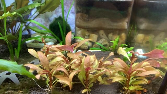 Alternanthera Reineckii Mini [1080p HD]