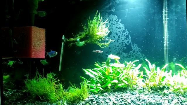 Глофиш (GloFish)