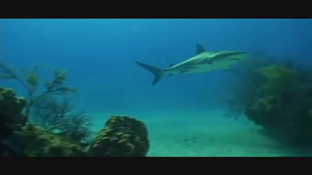 Teenage Girls Diving With Sharks In Underwater Family Adventures The Bahamas.