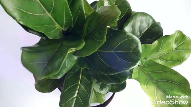Ficus lyrata Pandurata Biotienda plantas vivero online. Envio de plantas www.biotiendaplantas.com.a смотреть онлайн