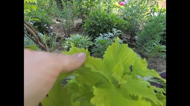 Колеусы на ПМЖ в саду! Обзор ! Колеусы из семян! Посадка миксами! Вегетативные колеусы!