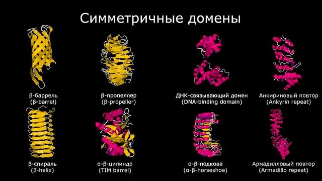 Белки: Пространственная структура: Биорганическая химия №3.2 смотреть онлайн