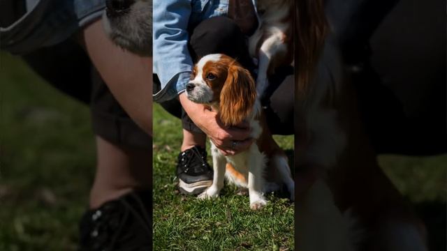 Фотограф пришёл на сходку собачников и начал всех фотографировать смотреть онлайн