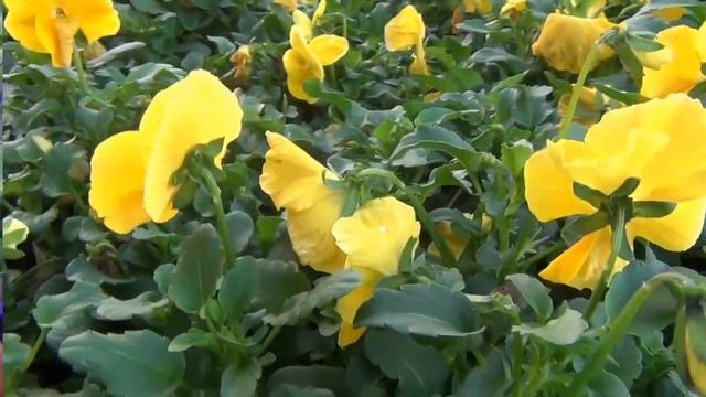 Wally Welch Wild Flowers смотреть онлайн