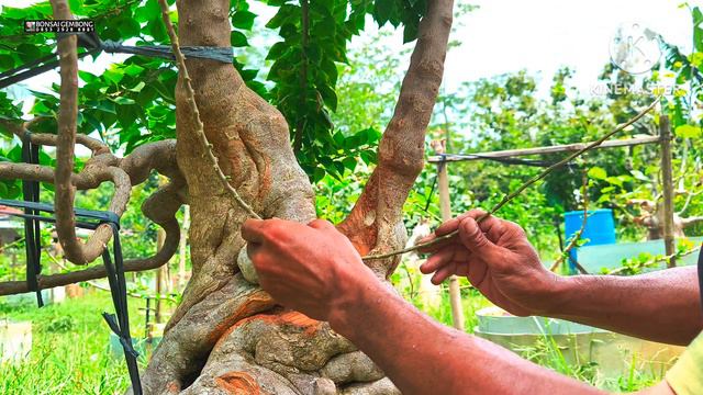 Cara Sederhana Menambah Cabang Baru Bonsai Bougenville Singapore смотреть онлайн