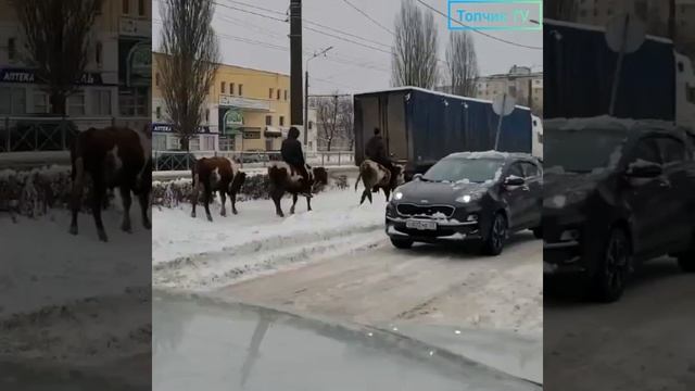 В Брянске люди ездят на коровах. Новый вид транспорта появился в Брянске. смотреть онлайн