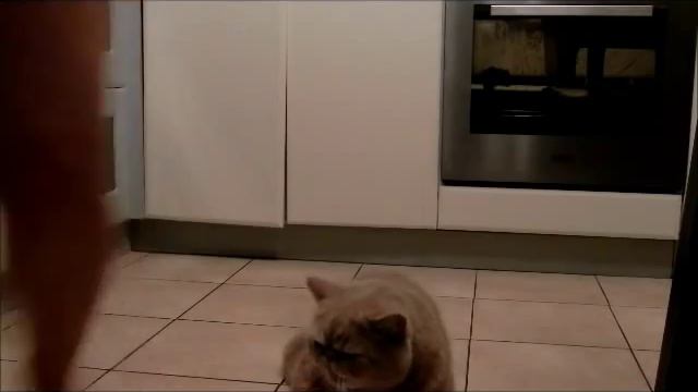 А чему вы научили своего кота?) смотреть онлайн