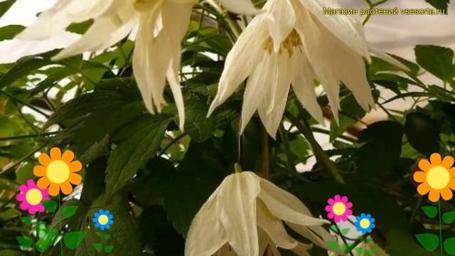 Клематис гибридный Лемон Дрим. Краткий обзор, описание характеристик clematis Lemon Dream смотреть онлайн