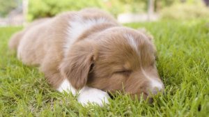 Музыка для нервных собак - успокаивающая музыка сна, глубокая музыкальная музыка для вашего питомца