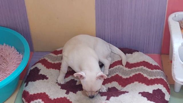 С Рождеством христовым ❤️ из питомника чихуахуа Кастропуло Крым С ЛЮБОВЬЮ ❤️❤️❤️ милые щенки смотреть онлайн