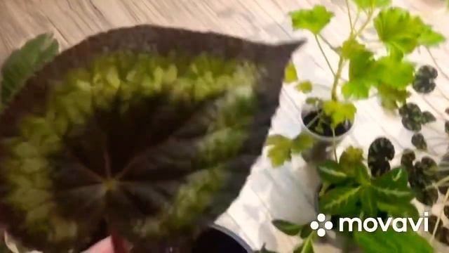 💐13💐Излишки моих комнатных растений 💐 смотреть онлайн