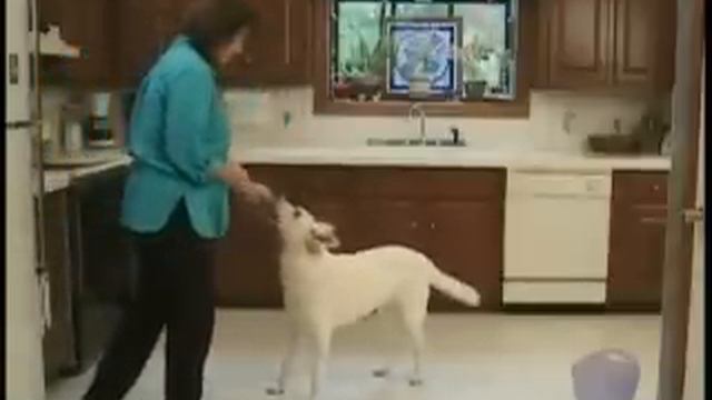 An Introduction To Clicker Training